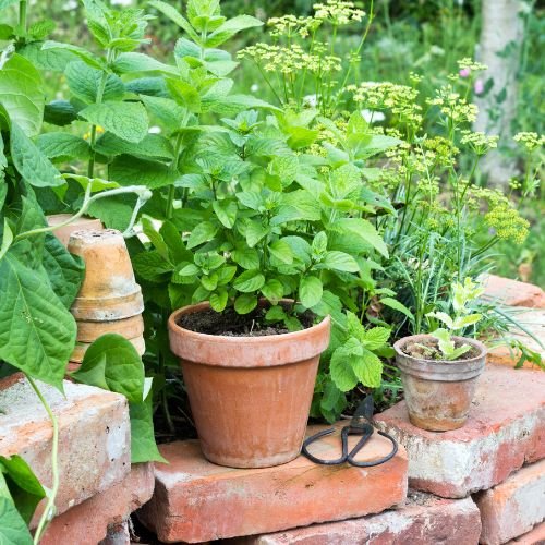 Garden Love Plants(13)