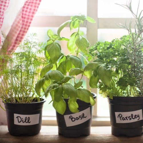 Garden Love Plants(5)