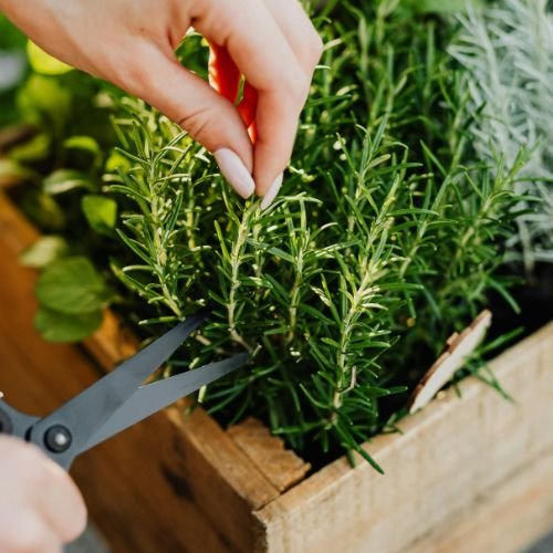 Garden Love Plants(6)