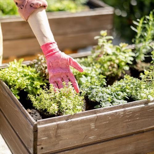 Garden Love Plants(8)